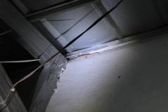 Hemidactylus frenatus