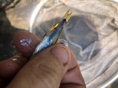 Pteronotropis hypselopterus