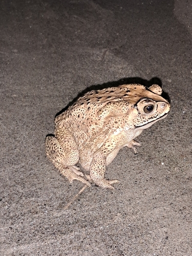 Asian Common Toad