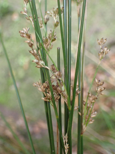 Image of Juncus edgariae by (c) Leon Perrie, some rights reserved (CC BY)