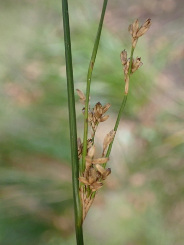 Image of Juncus edgariae by (c) Leon Perrie, some rights reserved (CC BY)