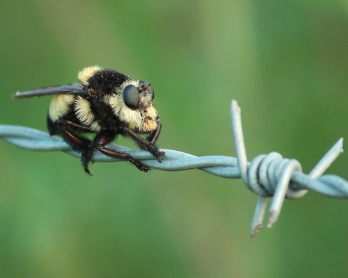 Southern Bee Killer