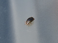 Acilius semisulcatus