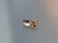 Acilius semisulcatus