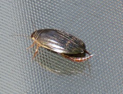Acilius semisulcatus