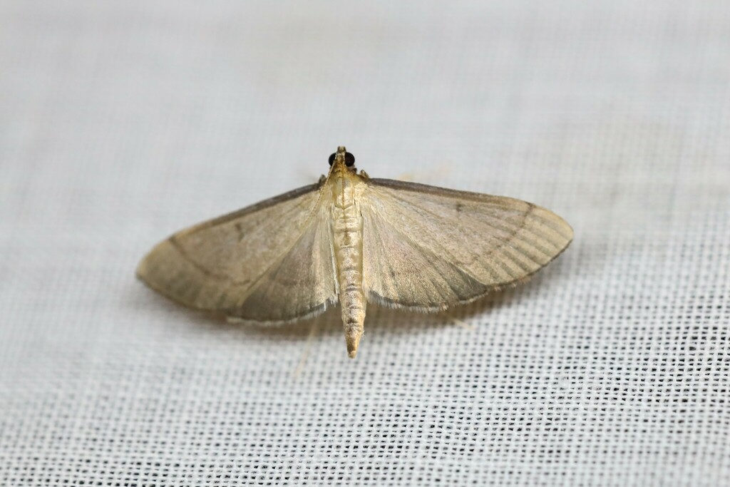 Bradina mannusalis