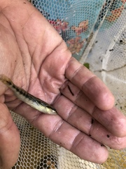 Percina nigrofasciata