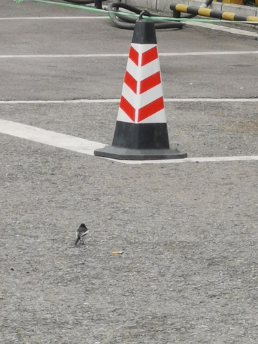 White Wagtail