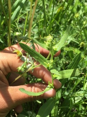 Lithospermum ruderale