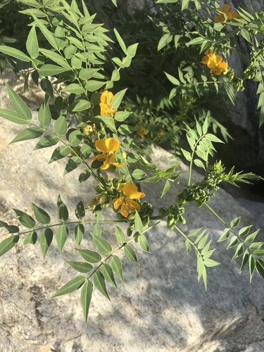 hairy senna