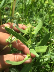 Lithospermum ruderale