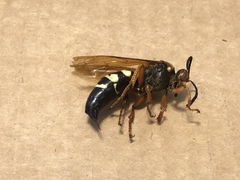 Sphecius speciosus