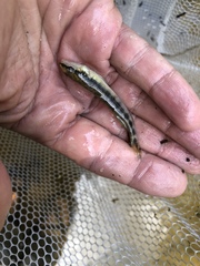 Percina nigrofasciata