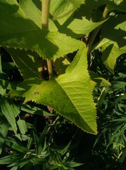 Hasteola suaveolens