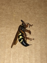 Sphecius speciosus