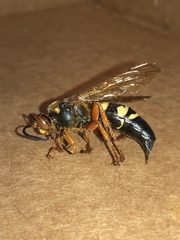 Sphecius speciosus