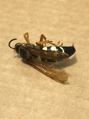 Sphecius speciosus