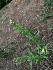 Erigeron canadensis