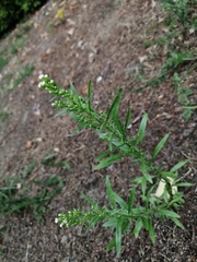 Erigeron canadensis