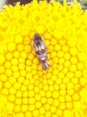 Lithariapteryx abroniaeella