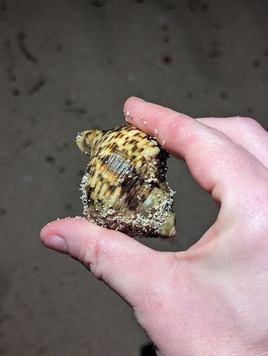 Turbo crassus observed 2025-02-15