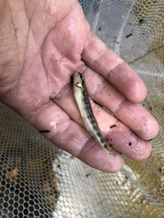 Percina nigrofasciata