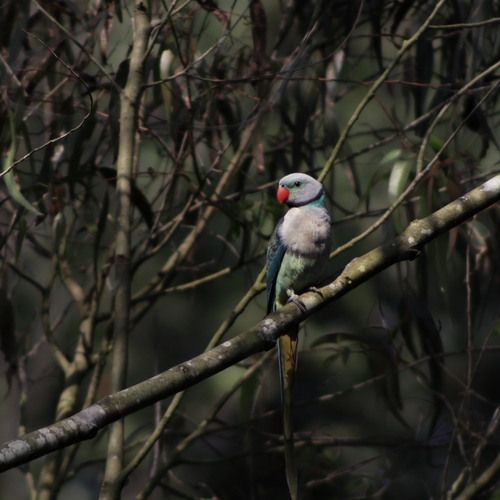 Blue-winged Parakeet (Psittacula columboides), photo 6
