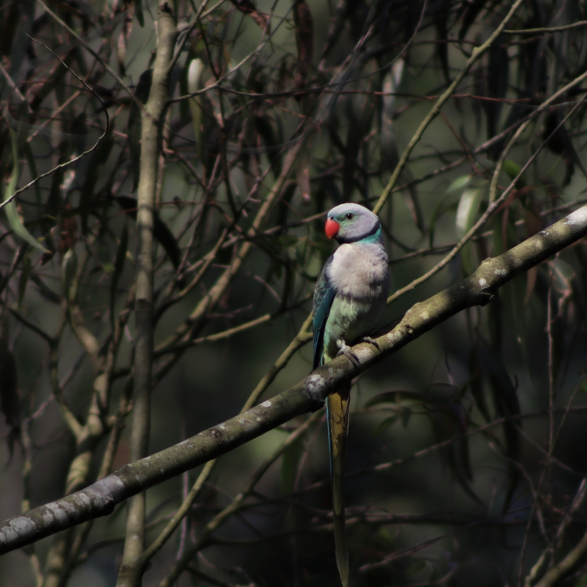 Blue-winged Parakeet (Psittacula columboides), photo 5