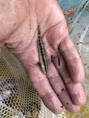 Percina nigrofasciata