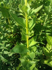 Hasteola suaveolens