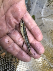 Percina nigrofasciata