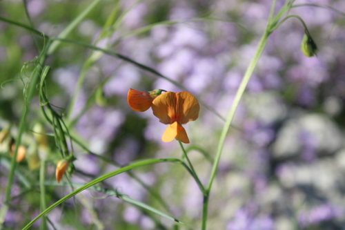 Jerusalem vetchling (Lathyrus hierosolymitanus)