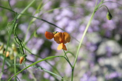 Lathyrus hierosolymitanus