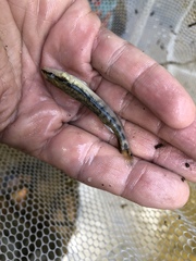 Percina nigrofasciata