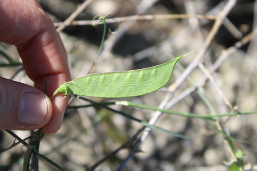 Image of Lathyrus hierosolymitanus by (c) yelena_antipova, some rights reserved (CC BY)