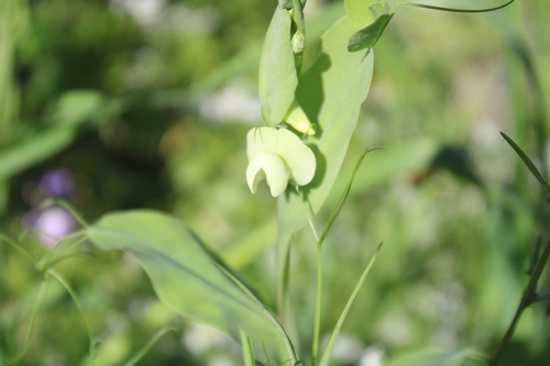 Image of Lathyrus ochrus by (c) yelena_antipova, some rights reserved (CC BY)