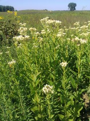 Hasteola suaveolens