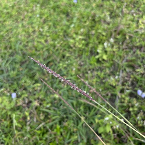 Ischaemum barbatum observed 2025-02-15