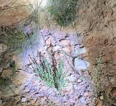 Thamnophis cyrtopsis cyrtopsis