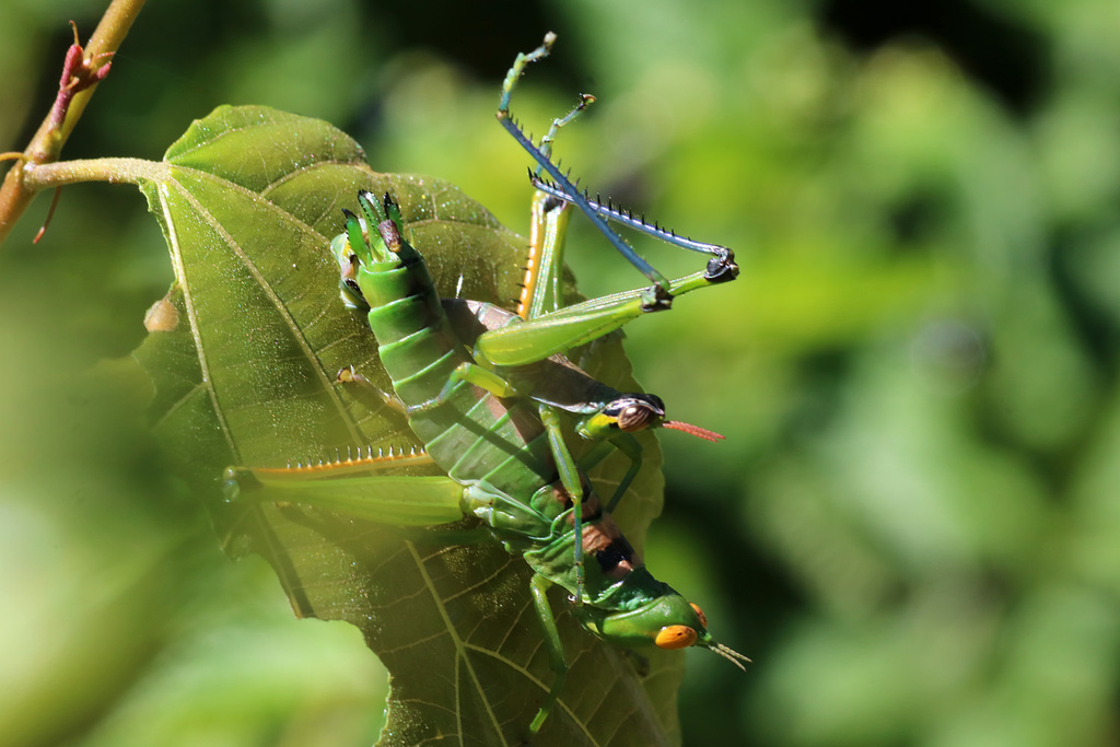 Apteropeoedes nigroplagiatus