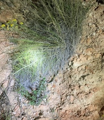 Thamnophis cyrtopsis cyrtopsis