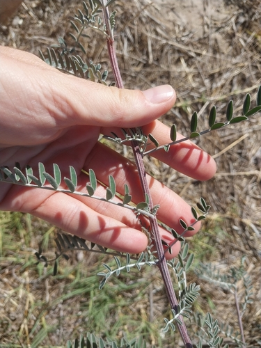 Silver Cancerbush (Lessertia canescens)