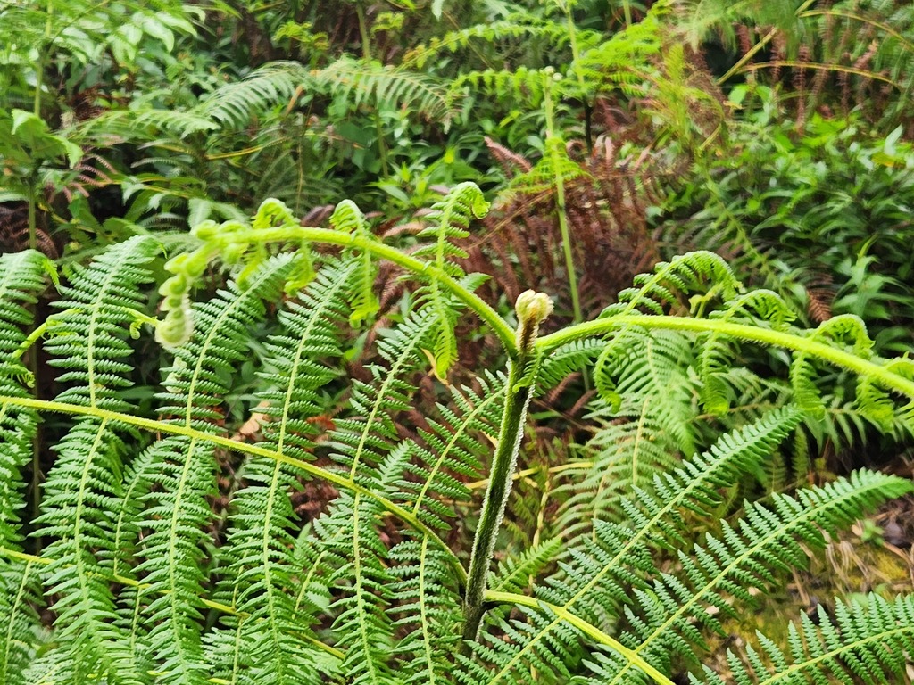 Bracken (Pteridium aquilinum)