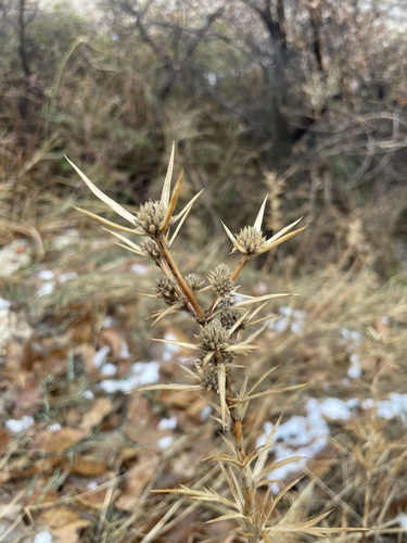 Ball Eryngo