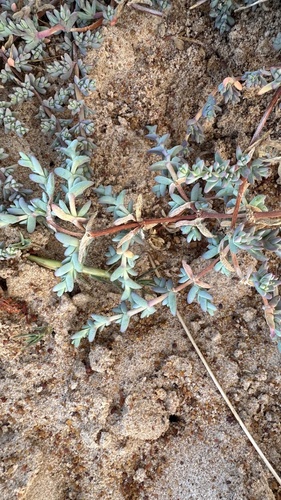Lampranthus debilis, photograph 6