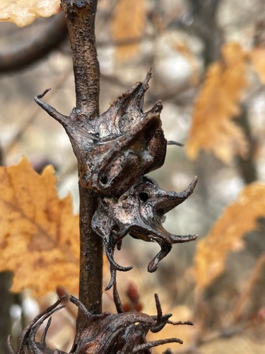 Andricus coriarius