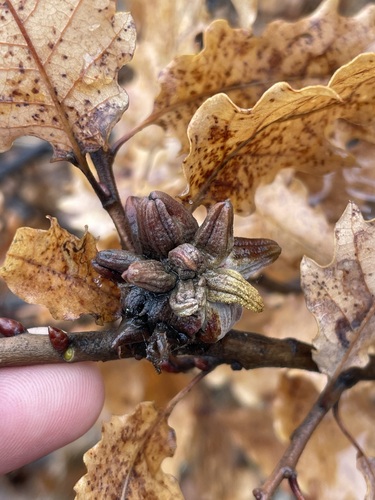 Andricus curtisii