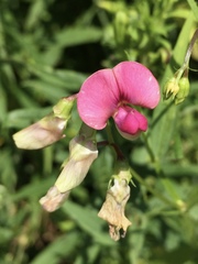Lathyrus
