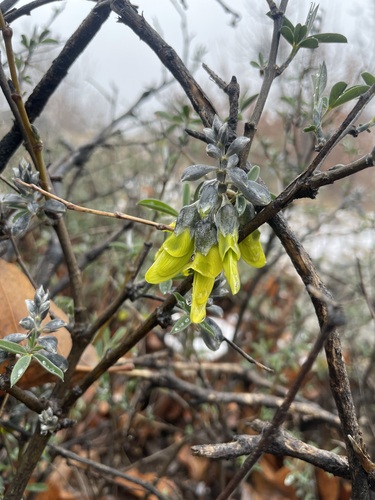 Bean Trefoil