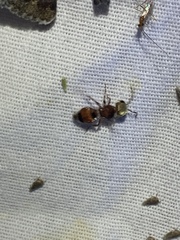 Pseudomethoca praeclara